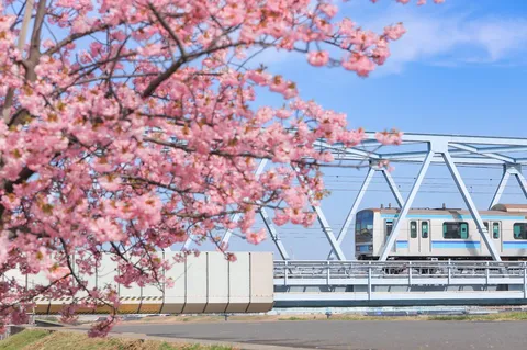 桜の花見、電車も参加中