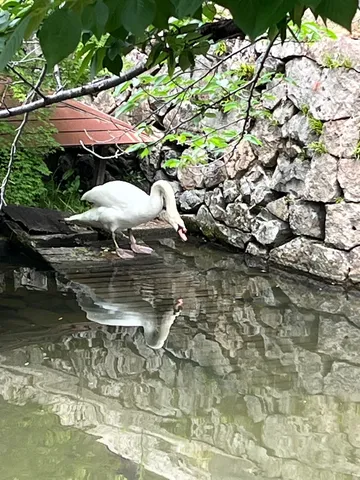 水辺に浮かぶ白い影