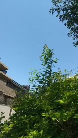 青空と緑、そして小さな訪問者