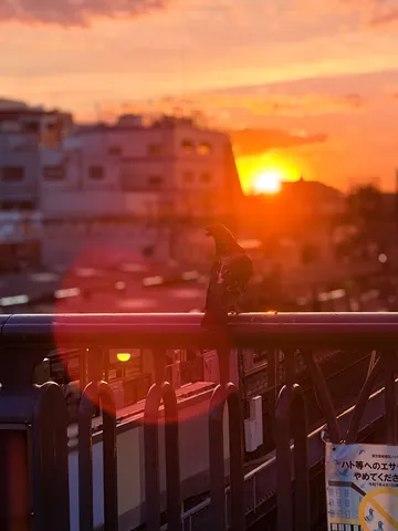 夕焼けと一羽の鳩