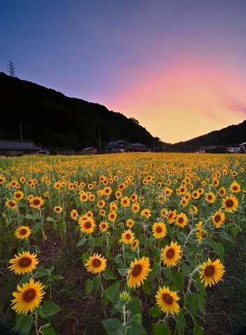 夕焼けに咲くひまわり畑