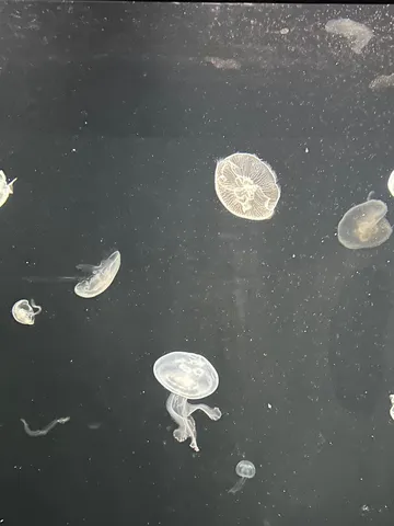 闇に浮かぶ透明な命