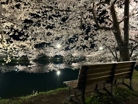 夜桜と静寂のベンチ