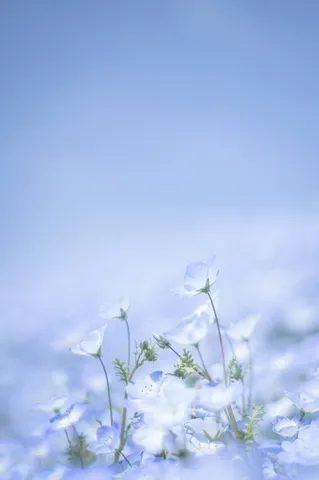 儚げな青い花畑に包まれて