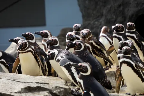 ペンギンたちの集会？