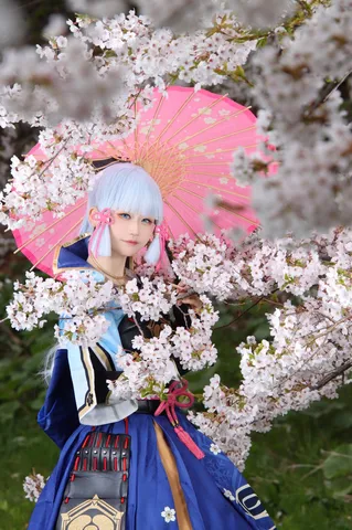 桜に溶け込む雅なひととき