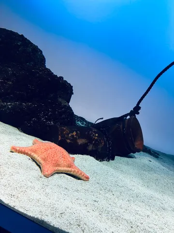 砂漠に佇む星と沈没船