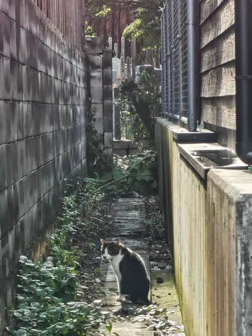 路地裏の番猫、陽だまりの守り人