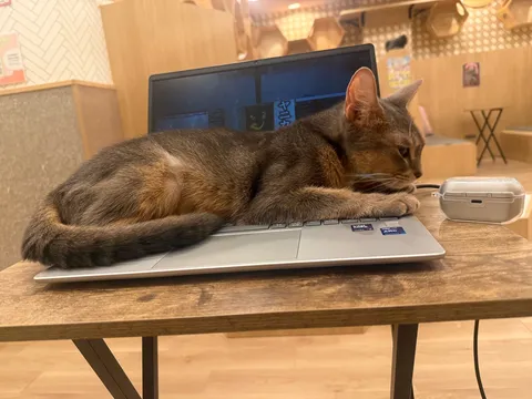 お仕事中の猫様