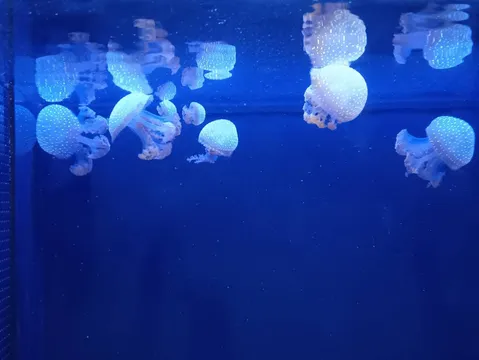 星降る夜のクラゲたち