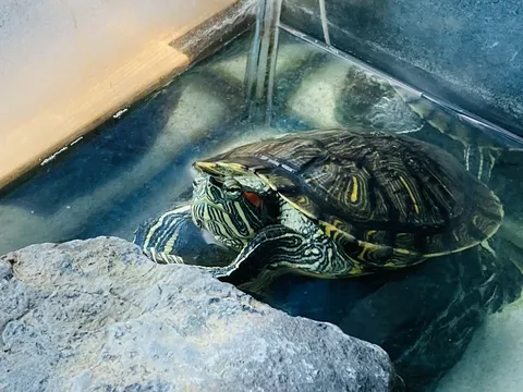 水槽でくつろぐカメ