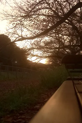 夕暮れの木々が描く静寂