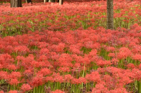燃えるような赤、曼珠沙華の絨毯