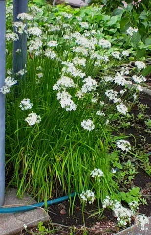 学校の人気のお花