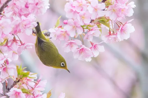 春告鳥、桜と戯れる