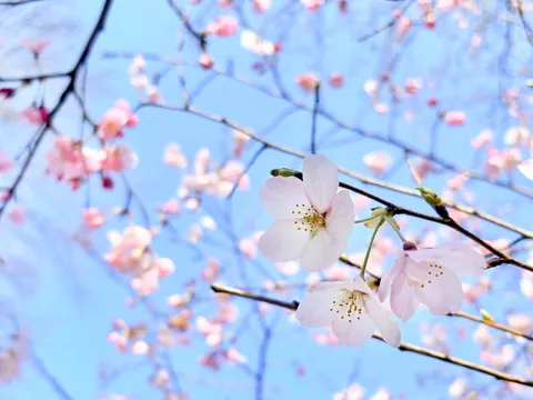 春の訪れ、淡く優しい桜色