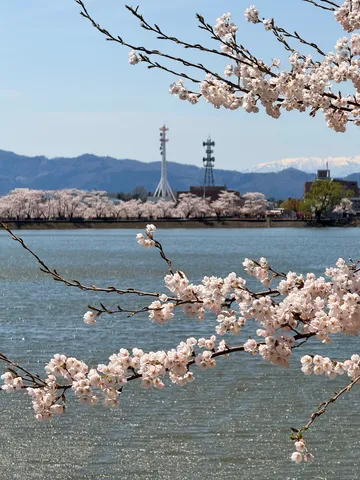 桜と水辺の穏やかな光景