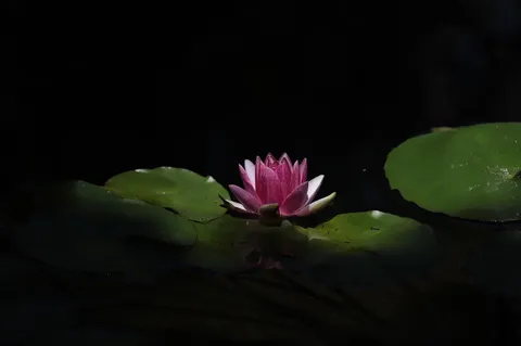 静寂に咲く水芙蓉