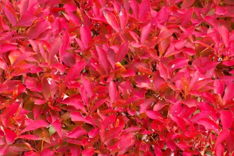 燃えるような紅葉
