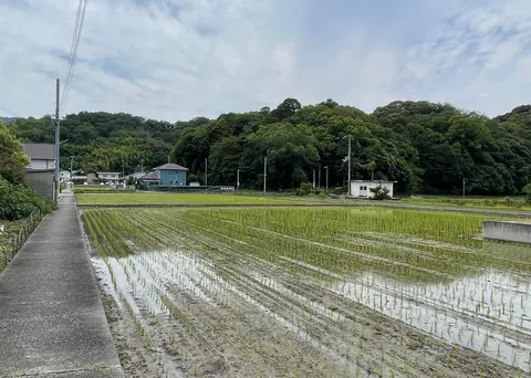 田植え後の水鏡、緑萌える里山