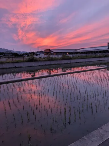 田んぼに映る、燃えるような夕焼け空