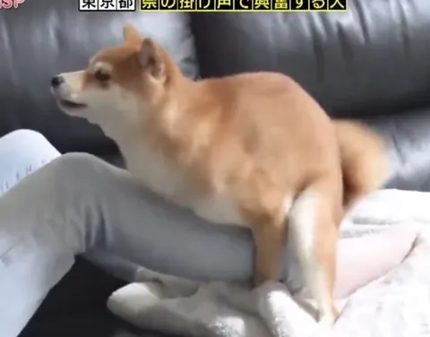 甘えん坊な柴犬の仕草