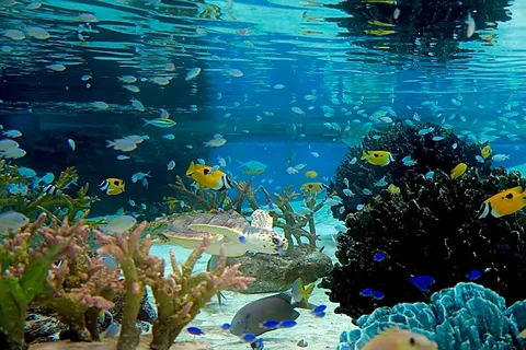 青の世界、優雅な水族園