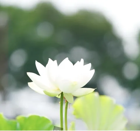 静寂に咲く純白の蓮