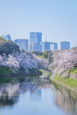 都会と桜、悠久の水鏡