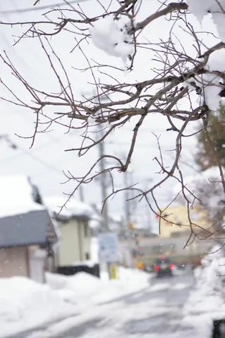 冬の街路樹、雪の気配