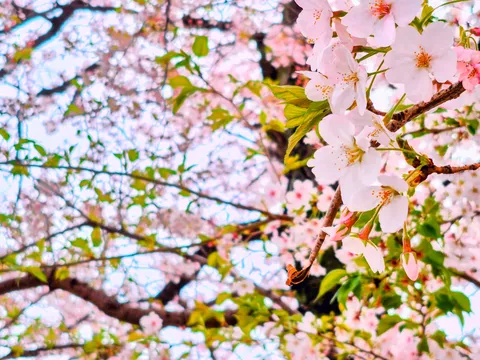 春風に舞う桜の吐息