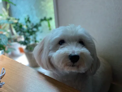 窓辺の毛玉、優しい光を浴びて