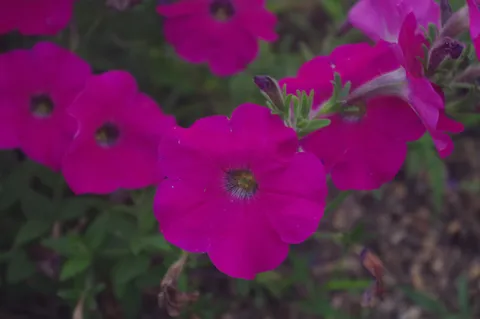 パープルで決める！魅惑の花々