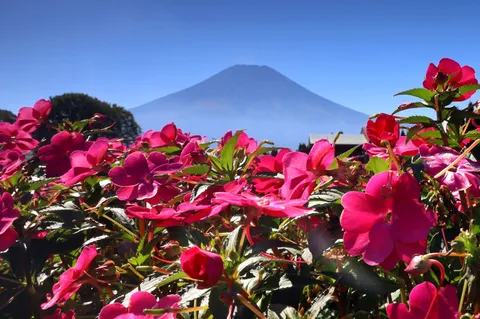富士山、花に埋もれる