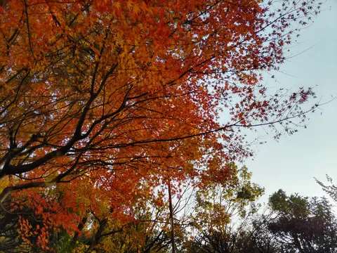 燃ゆる秋空、紅葉のグラデーション