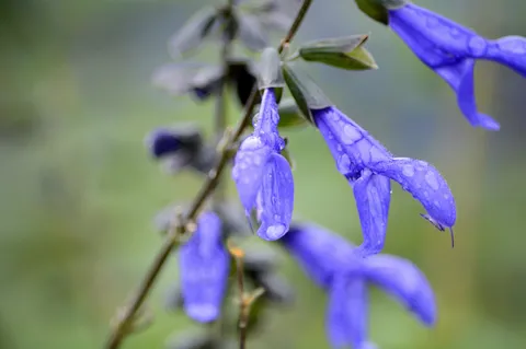 雨の朝に咲く青の記憶