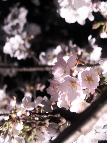 儚くも美しい、桜のひとひら
