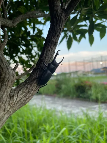 樹上に潜む黒い角