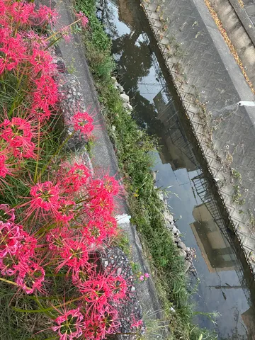 川辺に咲く紅き炎