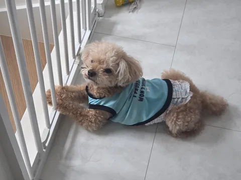 青い服のわんことのんびり