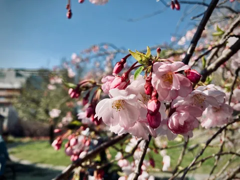 青空にきらめく春の息吹