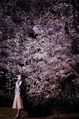 幻想的な夜桜の下で