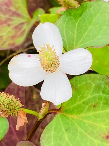 楚々とした白花、雨粒の気配