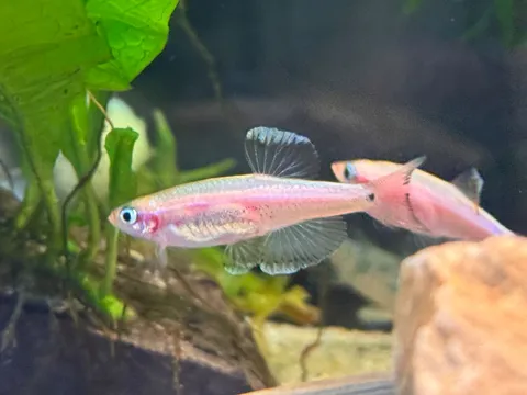 水中を彩る、幻想的なピンクの輝き