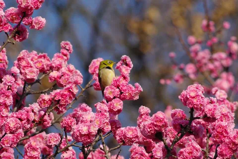 花の舞う枝の小鳥