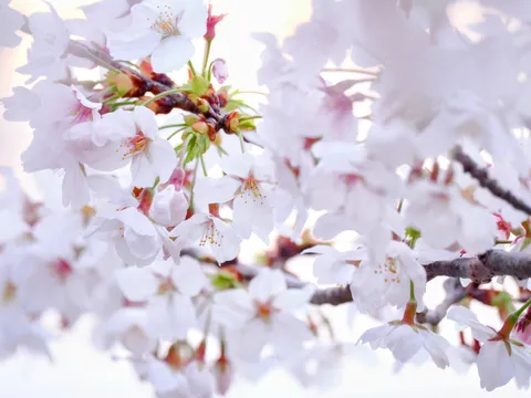 春の息吹、桜の淡い吐息