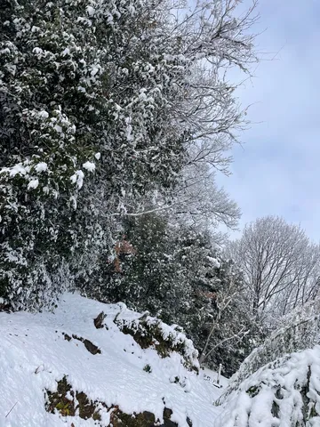 静寂の森、雪化粧