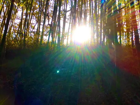 竹林に差す光の瞬き