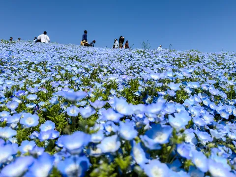 空へと続く青い花畑