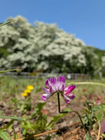 青空の下で咲く一輪の花